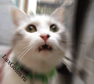 Кошка в ужасе