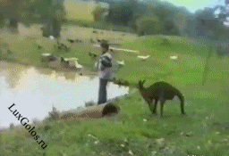 Вот это БОКС!