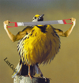 Мировой качек воробей