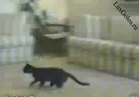 Сальто - мортано кота