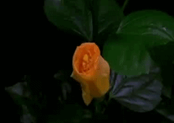 Невероятно удивительное зрелище