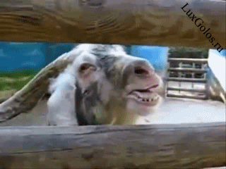 Жесть! Наверное не одной женщине не получится переговорить этого козла))))))))