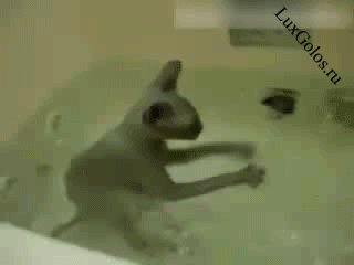 Котенок решил сделать джакузи