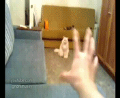 А ваша кошка так может