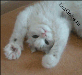 Балдеющая кошка