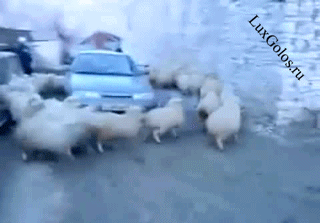 Вы такого еще не видели.Овечий хоровод