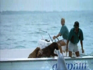 Собака целуется с дельфином! Супер прикол!!!