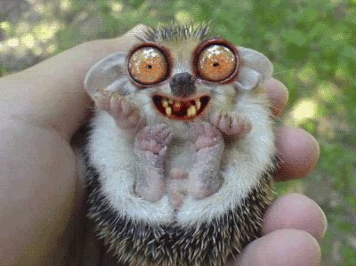 Обкуренный ёжик