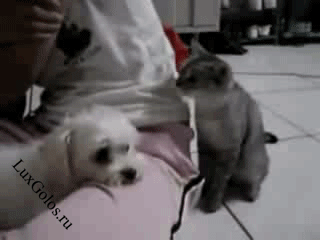 Вот вредная кошка,до колупалась до собачки