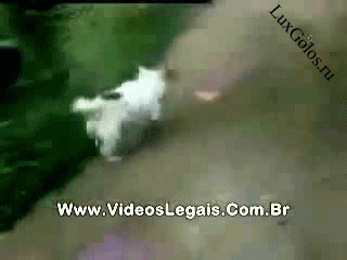 А мне и на спинке хорошо, и массаж и удовольствие