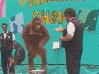 ЖЕСТЬ!!смех)))))обезьяна такое вытворяет!