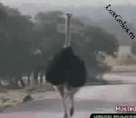 И скажите после это еще, что это не прелестное животное))