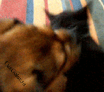 Стоять бояться-руки вверх